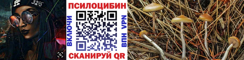 OMG ссылка  Саянск  Галлюциногенные грибы Psilocybine cubensis 